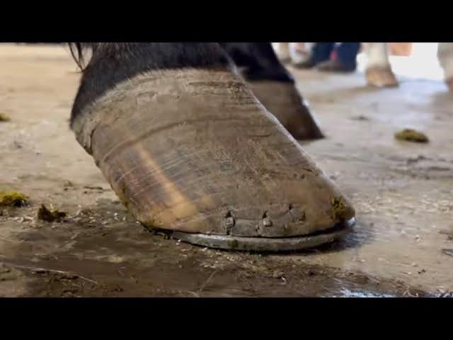 Long HARD Hoof TRIM and SHOE