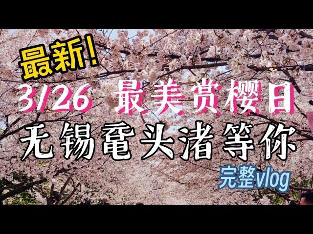 3月26日 带你看无锡鼋头渚最美的樱花 | 漫步vlog完整版