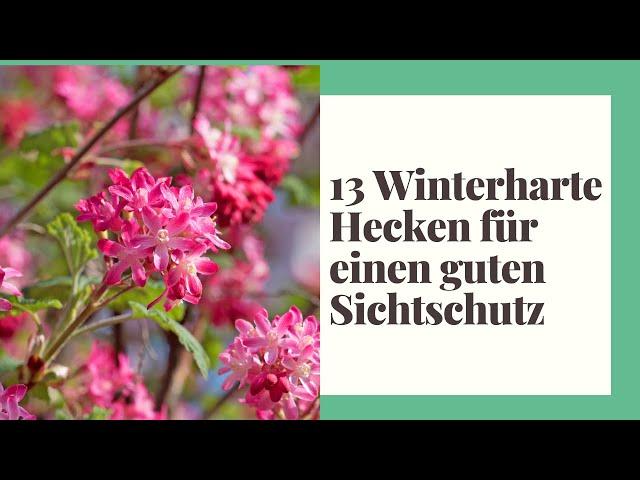 13 Winterharte Hecken für einen guten Sichtschutz