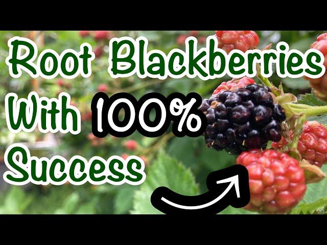 Propagate Thornless Blackberries with 100% success // Rooting Triple Crown Blackberries