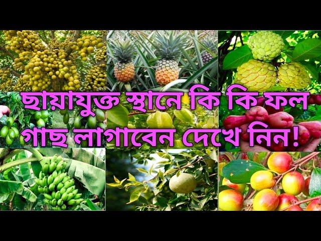 ছায়াযুক্ত জায়গায় বা কম সূর্যের আলোতে  কি কি ফল গাছ করা যায়? Shade loving fruit plant idea