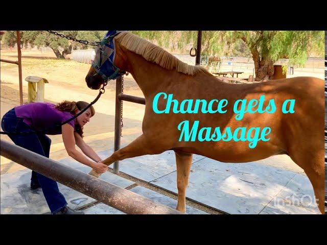 Equine Sports Massage Therapist