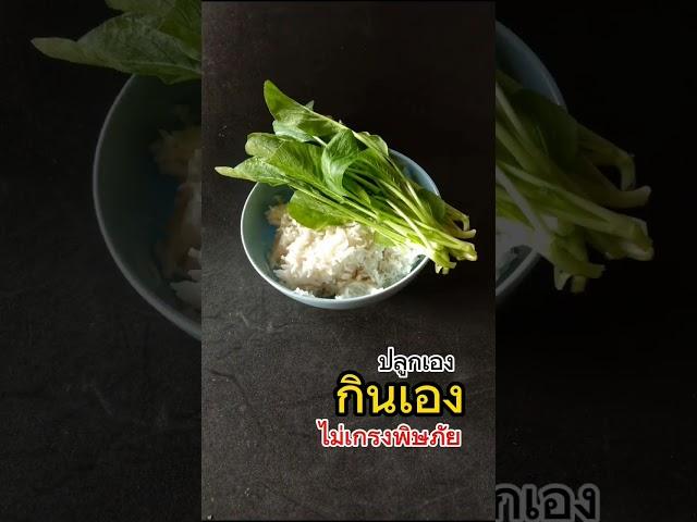 ปลูกผักกินเอง..ไม่เกรงพิษภัย