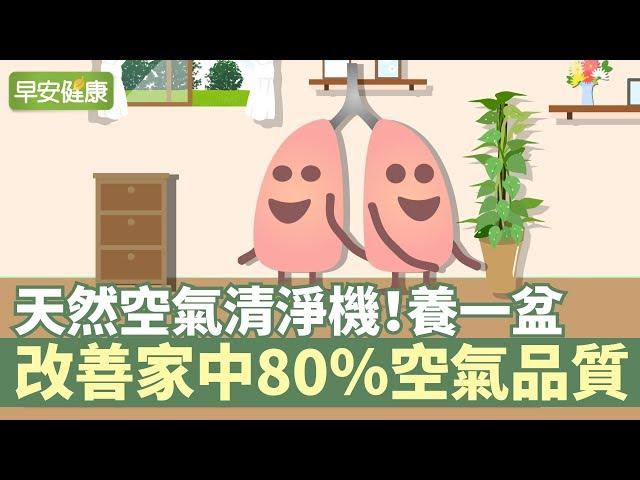 天然空氣清淨機！養一盆改善家中80％空氣品質【早安健康】