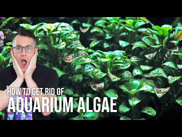 How to Prevent & Get Rid of Algae in the Planted Aquarium | EP9 Planted Tank Overview