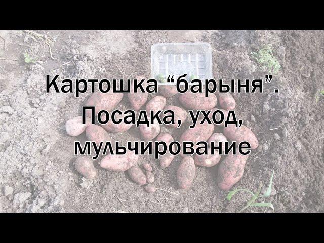 Картошка "барыня". Посадка, уход, мульчирование. Лайфхак