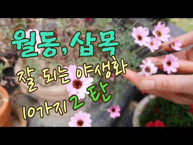 하이디의 일상(Vlog)/노지월동 ,삽목 잘되는 야생화 10가지 추천/예쁘고 월동 과 삽목 잘되는 야생화/도심속 전원주택/야생화가 예쁜 주택정원/예쁜주택정원