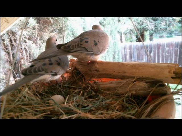 Mourning Dove Family - Part 1 (Nesting, laying and egg care)