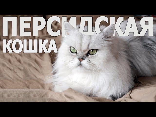 Все о породе Персидская Кошка