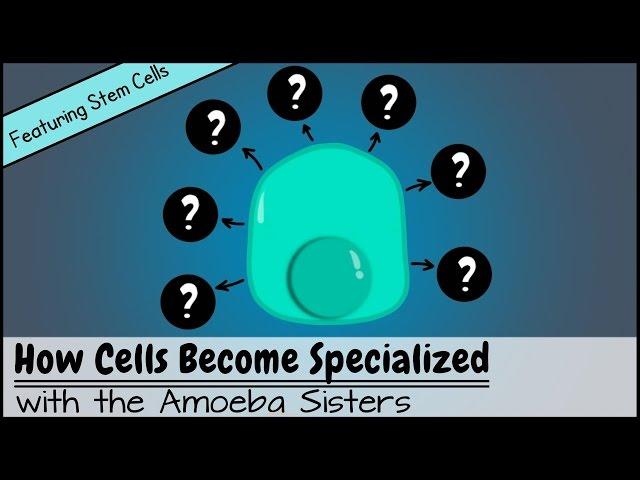 How Cells Become Specialized [Featuring Stem Cells]