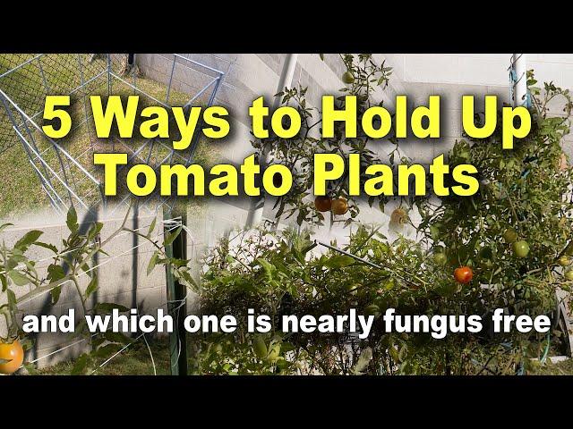 How To support Growing Tomato Plants