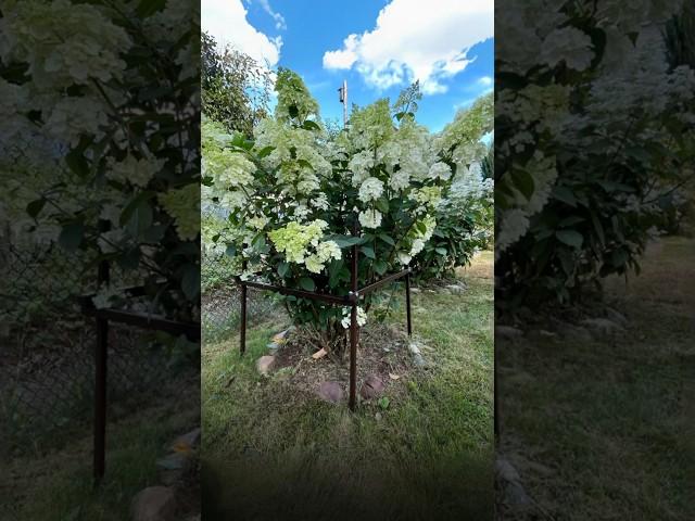 Кустодержатель для гортензии #дача #огород #опорадлярастений #сад #дачасадогород #цветы #дачасад