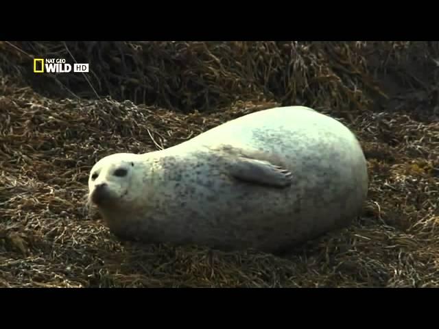 Scotland Western Isles Nat Geo WILD Film documentary & Reportage