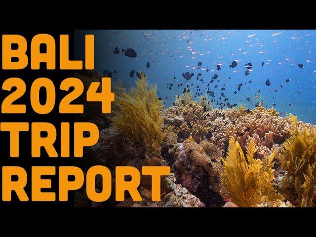 Volcano Diving! Bali Trip Report 2024