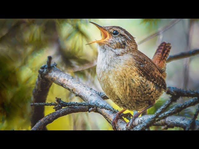 Watching a Wren in the wild | Film Studio Aves