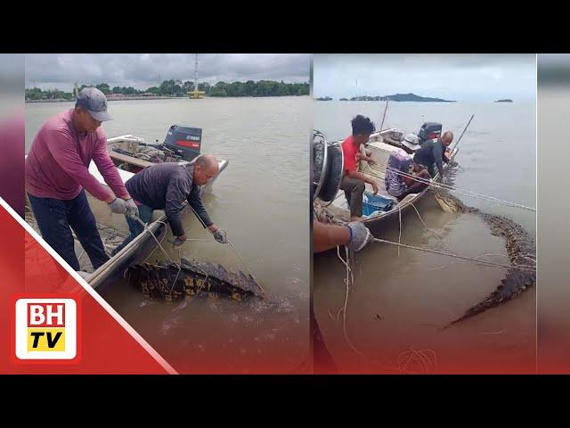 Nelayan 'berani gila', tangkap buaya tembaga sedang berenang