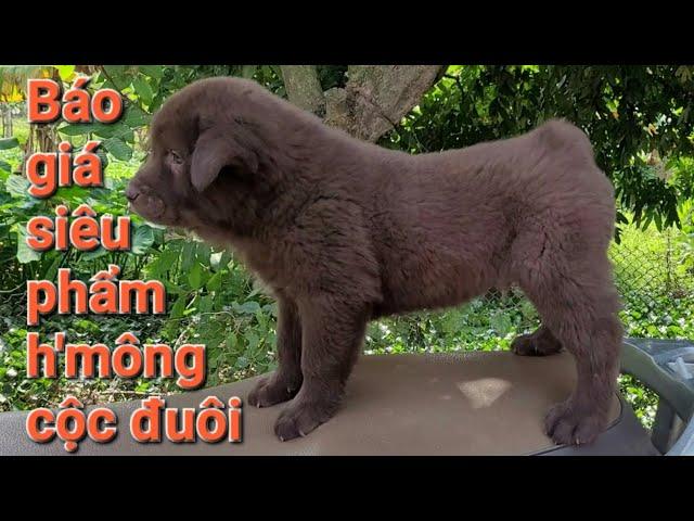 Báo giá siêu phẩm h'mông cộc đuôi giá chó mông cộc đực đỏ