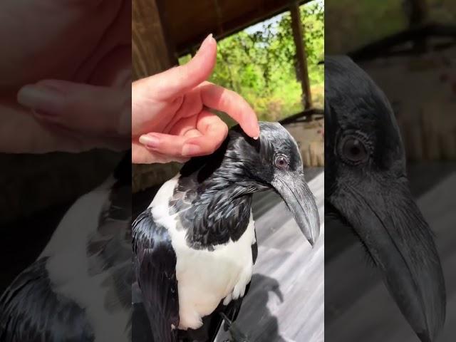 No crow ear for you 