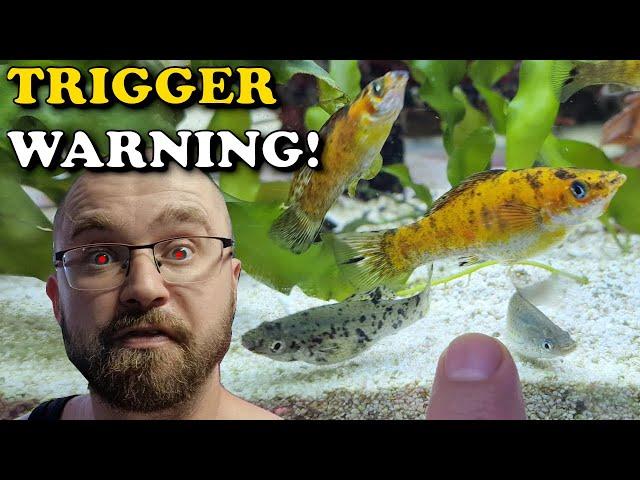 GATEKEEPING Aquarium Keepers, This Comment Absolutely TRIGGERED Me | Nano Planted Reef Tank Update