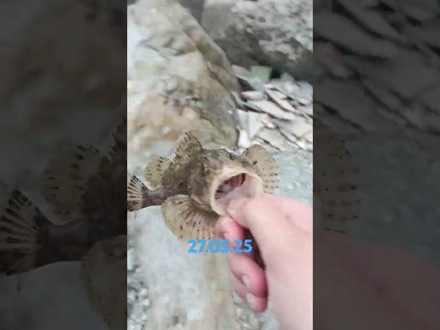 рыбалка и скорпена на краба