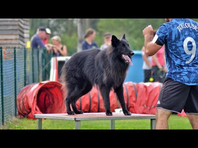 Concours agility de Noyon 2017 Alexis et Leïko