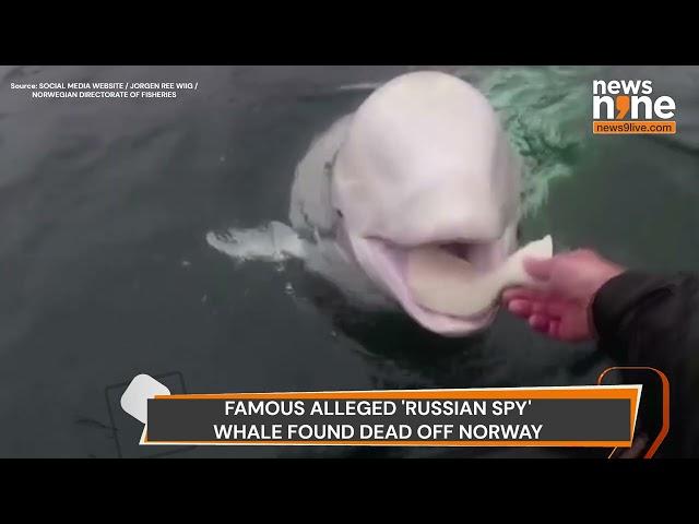 Russia Spy Whale Hvaldimir Died | Found dead off Norway Shore | #putin