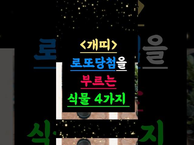 로또 당첨을 부르는 개띠의 비밀 식물 4가지 #띠운세개 #로또당첨 #식물풍수