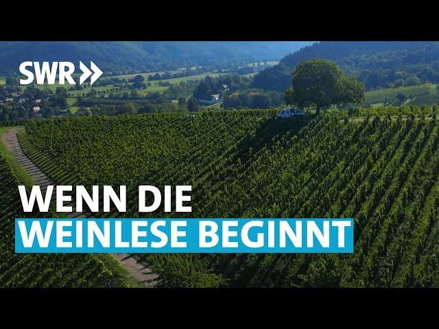 Leidenschaft Wein  | SWR Treffpunkt