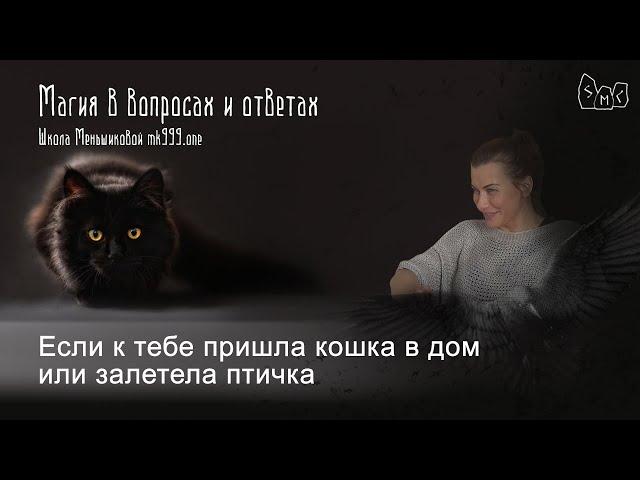 Если к тебе пришла кошка в дом или залетела птичка что это значит?