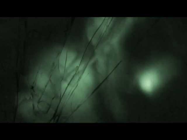 The Tunnel 2011 - All creature sightings.wmv