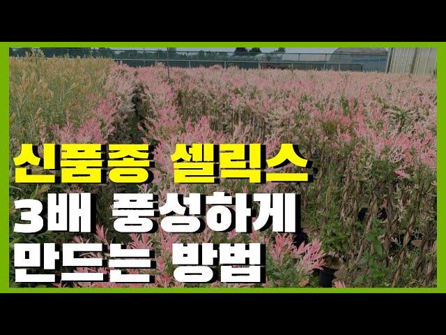 신품종 플라밍고 셀릭스 3배 풍성하게 만드는 전지 방법!