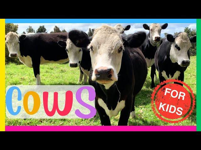 COWS for Kids Interesting Facts about COWS Educational video for kids