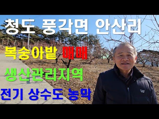 청도 풍각면 안산리 일조 조망 우수한 복숭아밭 매매