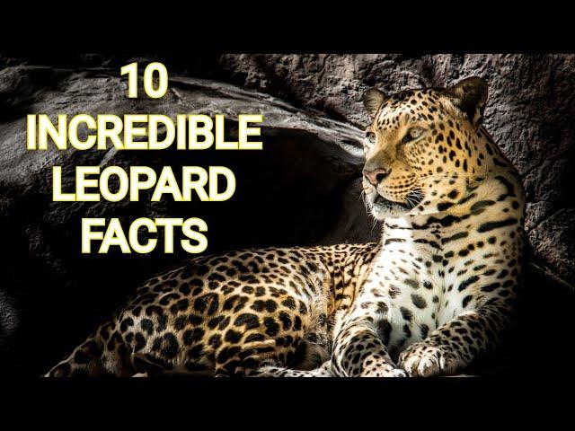 10 INCREDIBLE LEOPARD FACTS