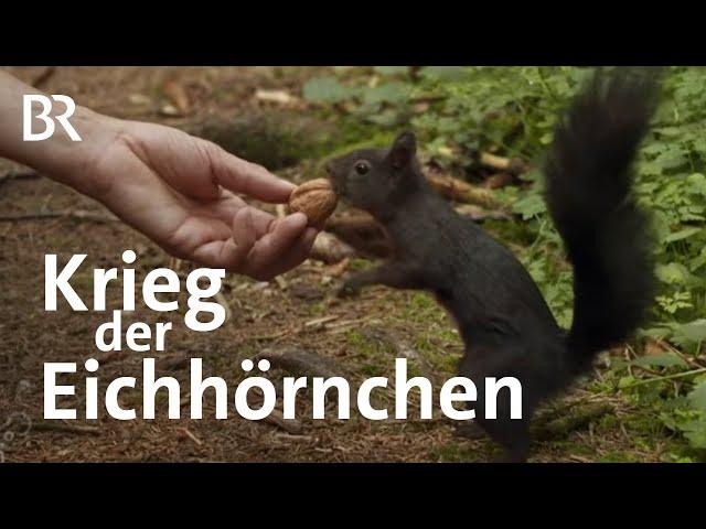 Wettstreit der Arten: Heimische europäische Eichhörnchen gegen Grauhörnchen | Gut zu wissen | BR