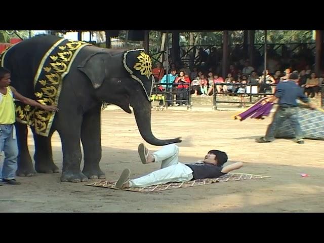 HOW ABOUT AN ELEPHANT MASSAGE? THAILAND, BIZARRE, FUN, FUNNY, TRAVEL....#elephant massage.