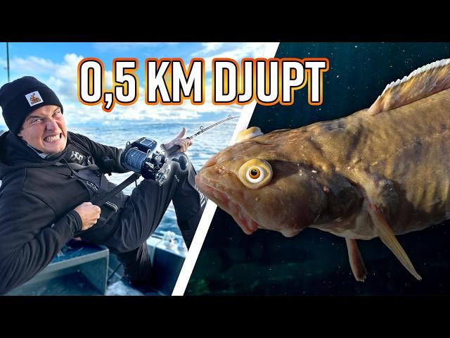 DEEP SEA FISHING at 0.5km DEPTH – and Under a Kitchen Counter?!