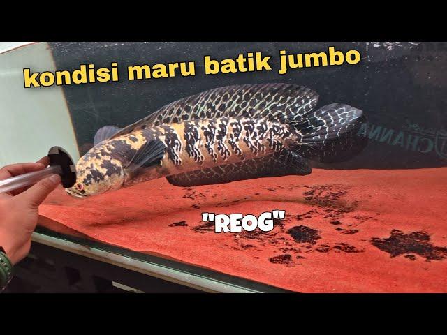 kondisi terbaru "REOG" si channa maru batik jumbo