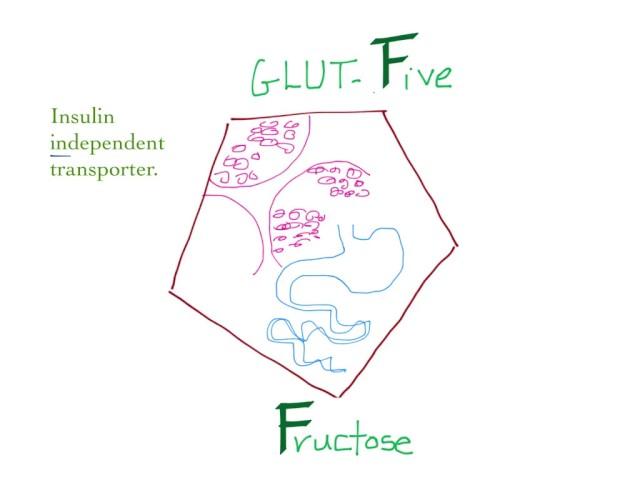 Glucose transporter 5 (GLUT-5) mnemonic