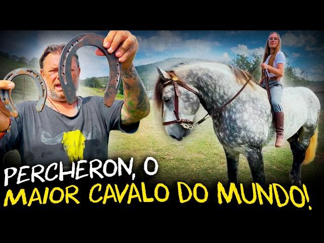 FOMOS BUSCAR O MAIOR CAVALO DO MUNDO, O PERCHERON!