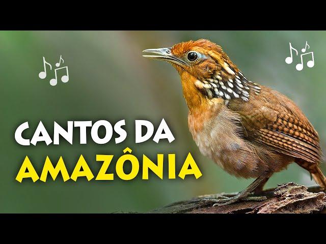 CANTOS de AVES DA AMAZÔNIA| Uirapuru-verdadeiro, cricrió, harpia e outros pássaros amazônicos