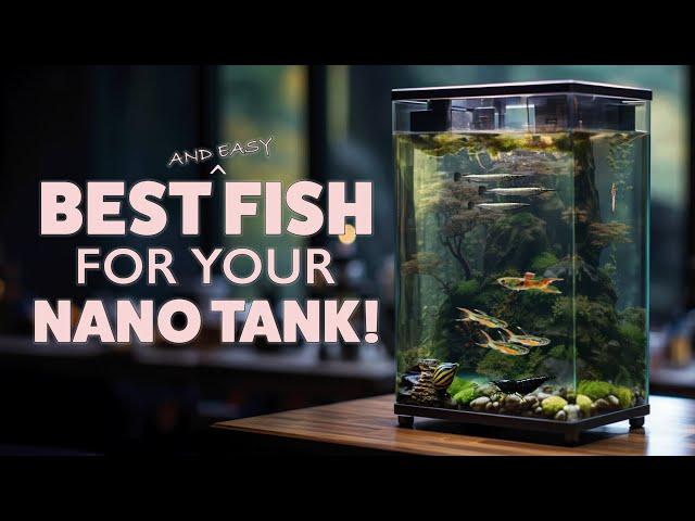 Best Fish That Are Small Fish For Your Aquarium – Easy Nano Aquarium fish for Beginners!