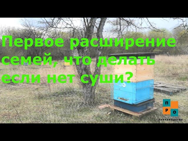 Расширяем семьи, когда ставить магазины и что делать если нет суши? Главное успеть! Контрольный улей