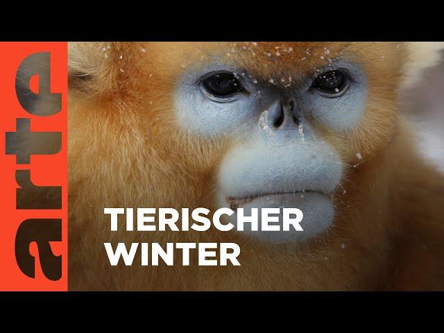 Tierischer Winterzauber | ARTE Family