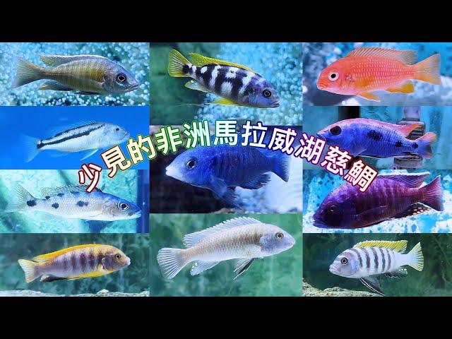 少見的非洲馬拉威湖慈鯛 Rare African Lake Malawi cichlids