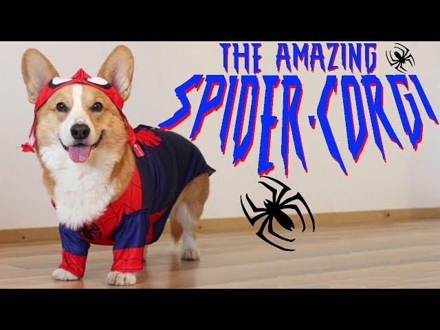 THE AMAZING SPIDER-CORGI - Topi the Corgi