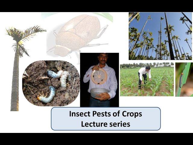 Insect Pests of Crops; Lecture 1 Types of damage caused by insects