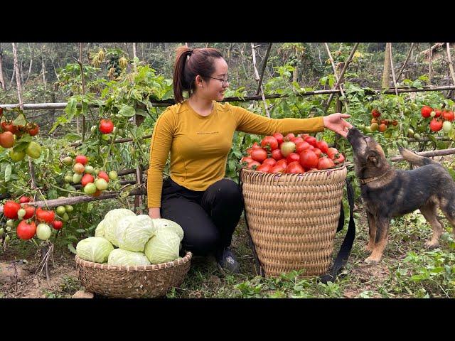 Harvest tomatoes, cabbage and sugarcane to sell at the market, and make bamboo ladders