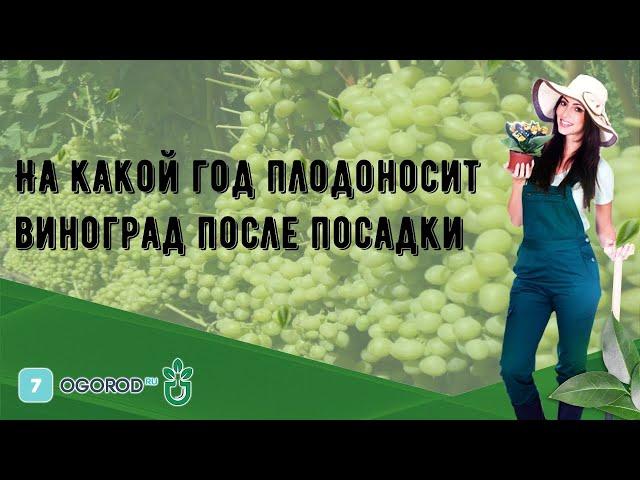 На какой год плодоносит виноград после посадки