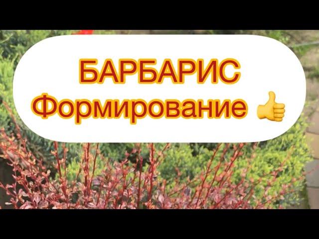 БАРБАРИС -СТРИЖКА, ФОРМИРОВАНИЕ